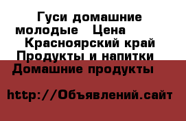 Гуси домашние молодые › Цена ­ 400 - Красноярский край Продукты и напитки » Домашние продукты   